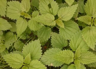 Różne oblicza symetrii. Odcinek 9