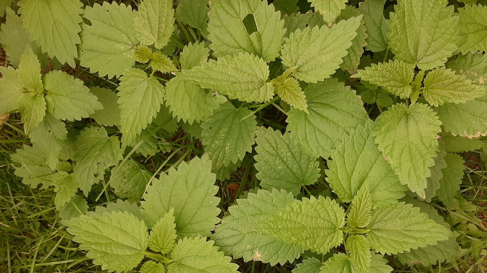 pokrzywa_geometryczna