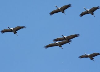 Liczby trójkątne. Lot żurawi